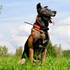 Kép 8/12 - DOG GPS X30TB nyakörv szett kiképző funkcióval és Beeperrel-Dogtrace