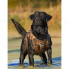 Kép 2/4 - Dokken Neoprene kutya mellény (Max-5) - XL